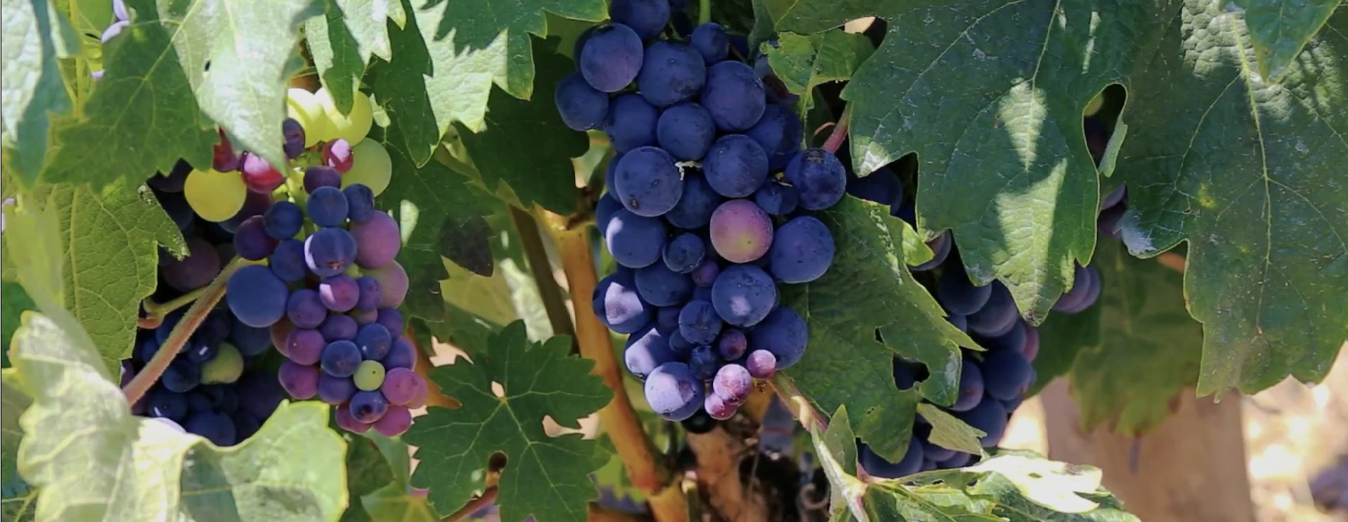 Beställa vin Göteborg